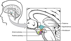 Illustrative diagram