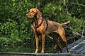 Rövidszőrű magyar vizsla