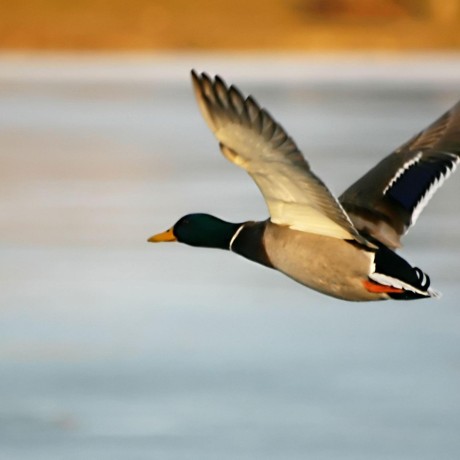 @duckmaestro