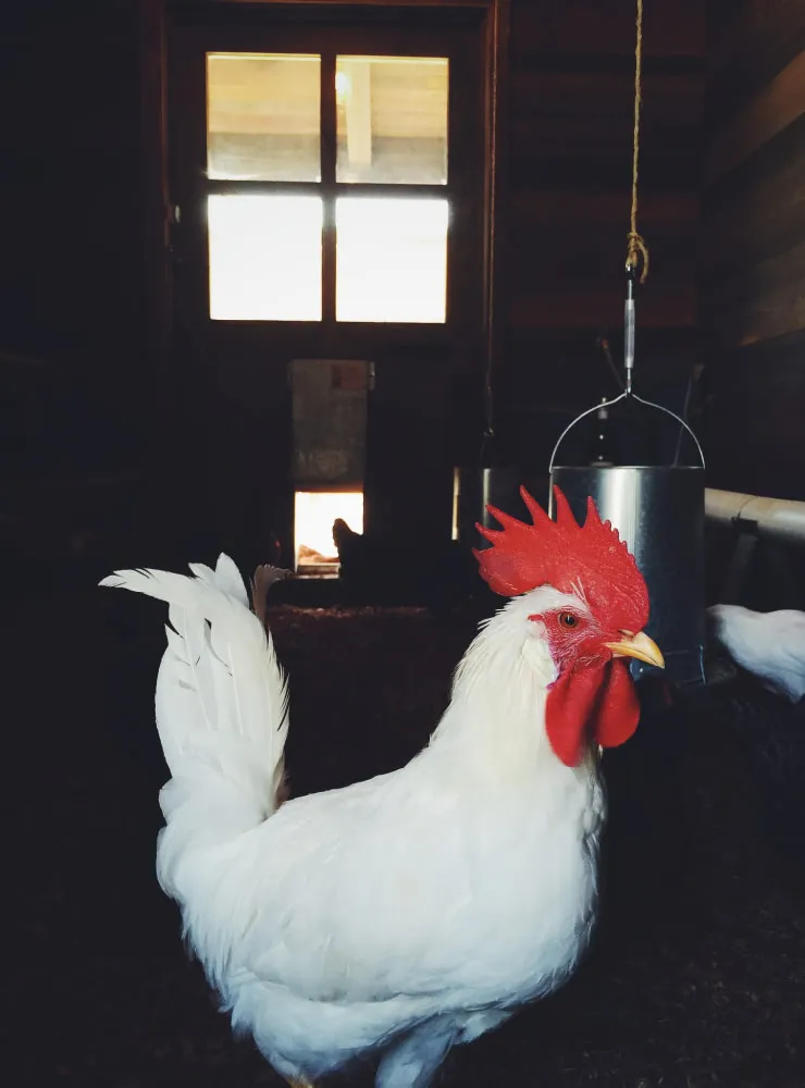 White rooster film aesthetic photography by Mark Weinberg