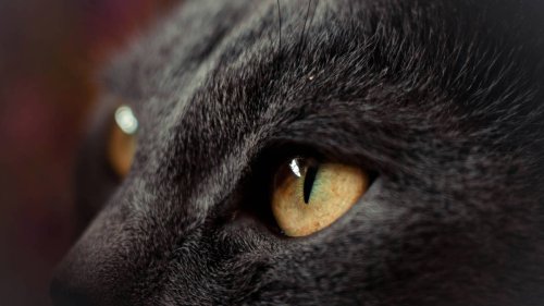 Extremely Rare Male Tortoiseshell Cat Is a Genetic Anomaly—and His Coat Says It All