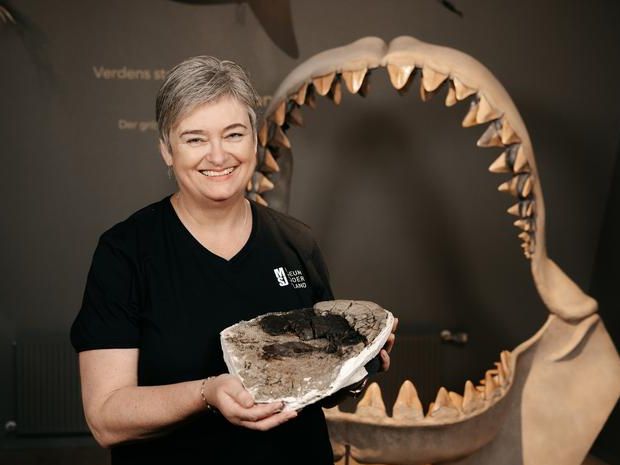 Le vertebre perdute del megalodonte sono state ritrovate e confermano che la sua lunghezza raggiungeva i 24 metri