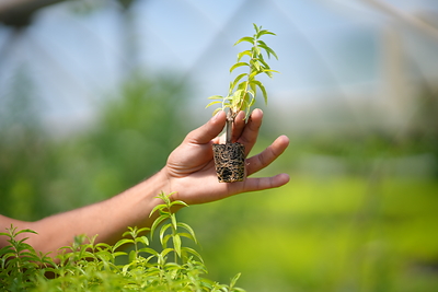 SUANNUTRA Brings Lemon Verbena Cultivation to Home Soil