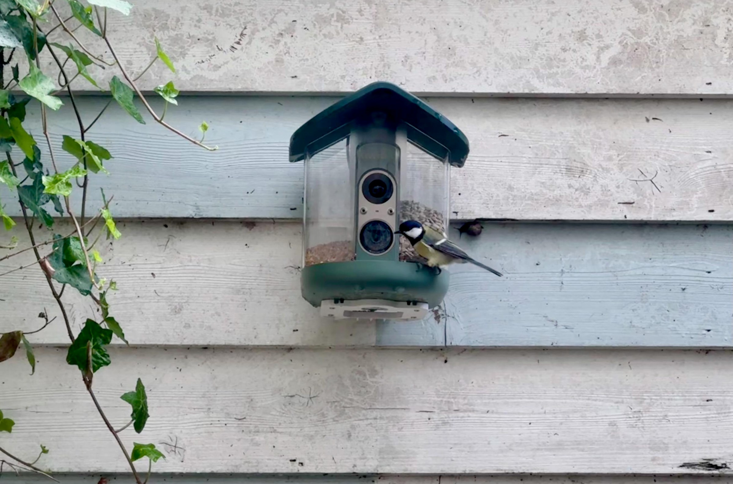 My brief romance with an AI bird feeder