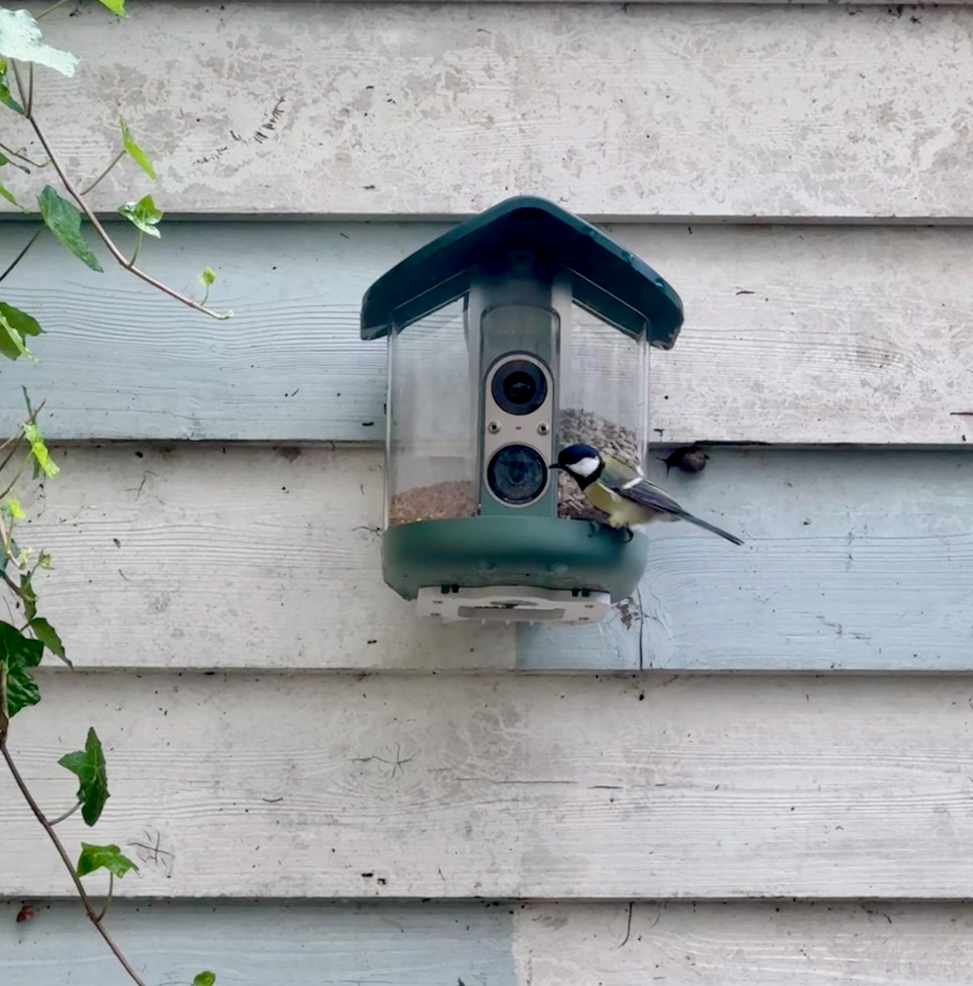 My brief romance with an AI bird feeder